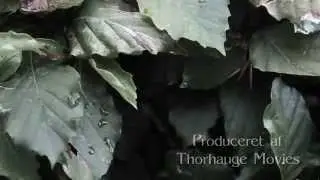 Kronvildt Film