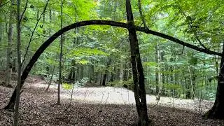 Relaxing Nature Walk in Iran | Sunlight & Birds in Chakhani Forest, Mazandaran (ASMR)