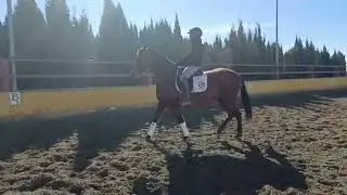 LEONA_3 + images & info :  https://iberhorse.com/producto/leona/