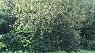 Normandy nature !. August. 21. 2024.