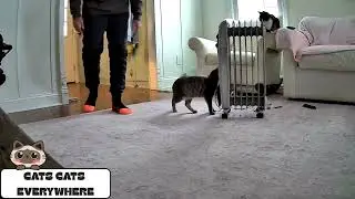Daily Cat Life V10 🐾 | Cat Being Hooligans in My House