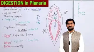 Digestion in Planaria class 11 biology | Planaria Digestion
