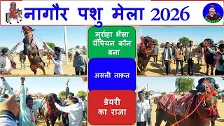 नागौर पशु मेला 2026 Champion Murrah Buffalo Ring Show Murrah Bull Jhonta Pada video रामदेव पशु मेला