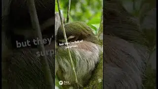 #nature #naturelovers #natural #sloth #slothighlights #fire #funny #lifeisbutadream
