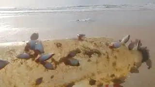 Goa July month 2023