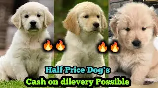 Full Dhamaka Offer | Best Price Golden Retriever dog puppy for sale in delhi ncr 