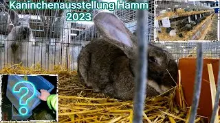 Meine neuen Kaninchen von der Kaninchenausstellung Hamm
