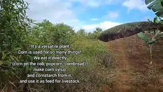 On my way to the farm (fun facts about corn)