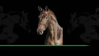 Pommerol de Muze VDL (Emerald van 't Ruytershof x Kannan) met Alex Gill bij Indoor Friesland 2022