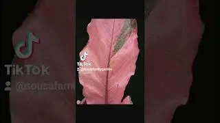 AI Anthurium Foliage Pterodactyl propagation water, care variegated soil mix seeds
