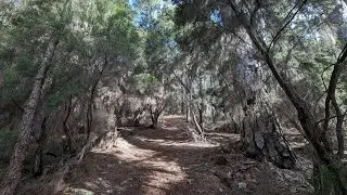 Im Lorbeer  und Pinienwald von El Esperanza - Teneriffa
