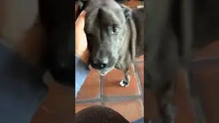 Welcome Home Masters! #dog #dogshorts #dogs #doglife