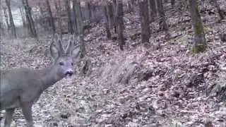 Schulbauerndorf Weichersbach &ndash; Heimische Tierwelt