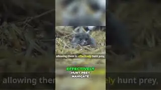 Unveiling the Secrets of Cat Vision  How They See in the Dark 1