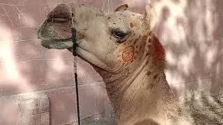 Camel of thar desert | beautiful scene | the camels | three camels