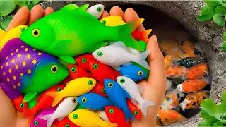 Ловите красивых декоративных рыбок в огромных пасхальных яйцах: рыбок-ангелов, рыбок-львовиков, р...