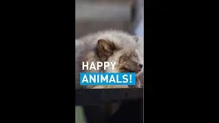 Happy Animals in spring