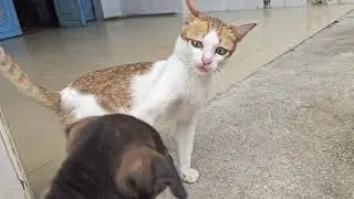 Angry cat at home, biting puppy #dog #cat #puppy #kitten #animals #doglover #catlover