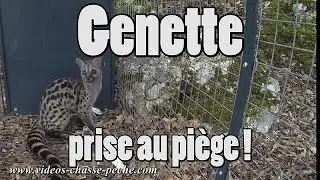 Genette prise au piège !