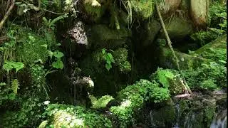 wasabi field