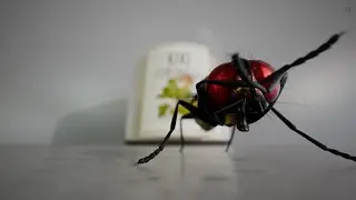 3D ANIMATED HOUSEFLY FOR A SCENTED CANDLE BRAND