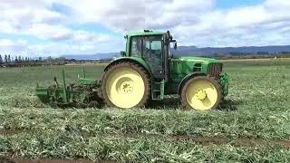 Fairville Early Onion Lifting 2026 Part 1