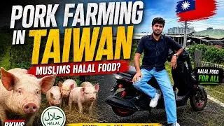 Pork Farming in Taiwan | Muslims Halal Food Guide in Taiwan تائیوان میں سورفارم