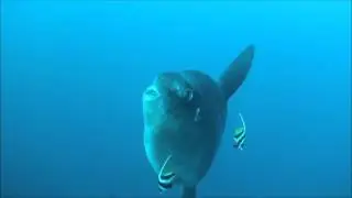 Rare encounter with the largest bony fish - Mola Mola (sunfish)