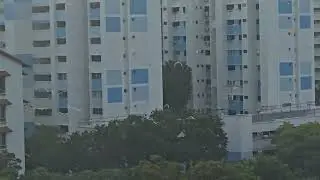 13th Jan 2026 7:05am Egrets flying out for thr day from East SG