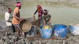 Best Fish Catching Moments - পুকুর শুকিয়ে মাছ ধরার উৎসব
