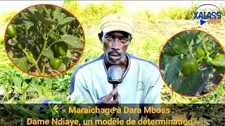 🌾 « Maraîchage à Dara Mboss : Dame Ndiaye, un modèle de détermination »
