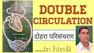 Double circulation for class 10 & 11