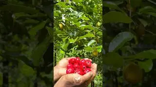 Nutmeg | ജാതിക്ക  #mannarakathunursery  #jathika  #nutmeg