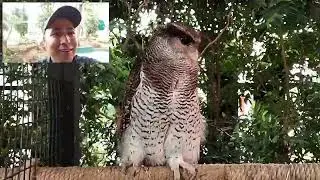 First time to see owl in real life. #owl #pets
