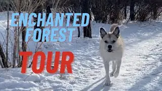 Enchanted Forest Tour &ndash; Private Off-Leash Dog Park at Play Unleashed