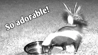 Thirsty Skunk stops by for a drink of water