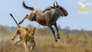 WILD SAVANNAH: TRAILS OF SURVIVAL – DEADLY MIGRATION Through Predator Lands | Animal Documentary