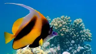 魚魚 (Fish Fish) - 海洋探査 (Ocean Exploration) FULL ALBUM