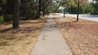 Two Thousand Feet of Tree-lined Street