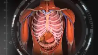 FLVS Anatomy and Physiology Overview