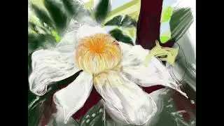 Gustavia Gracillima