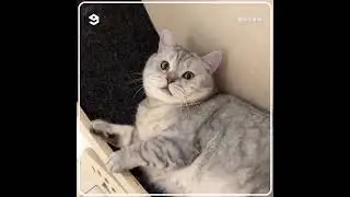Hooman brings home a running wheel for fat cat #cats #running #wheels #hoomans #bring #fat #shorts
