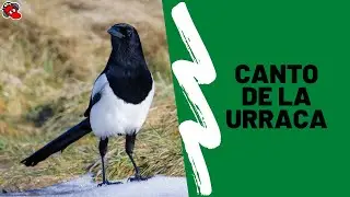 RECLAMO de la URRACA  Canto Limpio 2022🦜🦆🦆