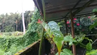 Intex Cloud 4G Star Camera Review