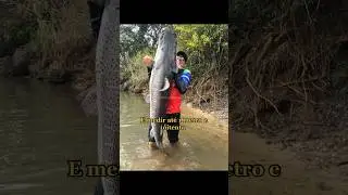 Qual tamanho o peixe pintado fica?  #agro #animais #pet #aquario #pesca #peixes