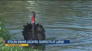Swans return home to Lakeland retirement community after being stolen in the night