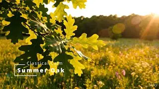 Summer Oak - Calm, Relaxing Music for Work, Study or Sleep.