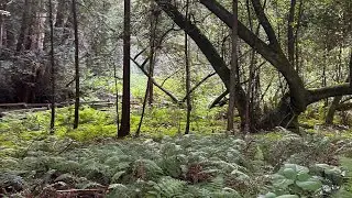 Coco the guinea pig episode4-coco got lost in the jungle