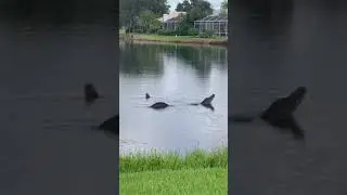 Large Alligators Spotted Near Homes in Sarasota, FL || ViralHog