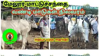 மேலூர் மாட்டுச்சந்தை மதுரை மாவட்டம்//#வண்டிமாடுகள் #ஜல்லிக்கட்டுகண்டுகள்நிலவரம்#melurcowmarket